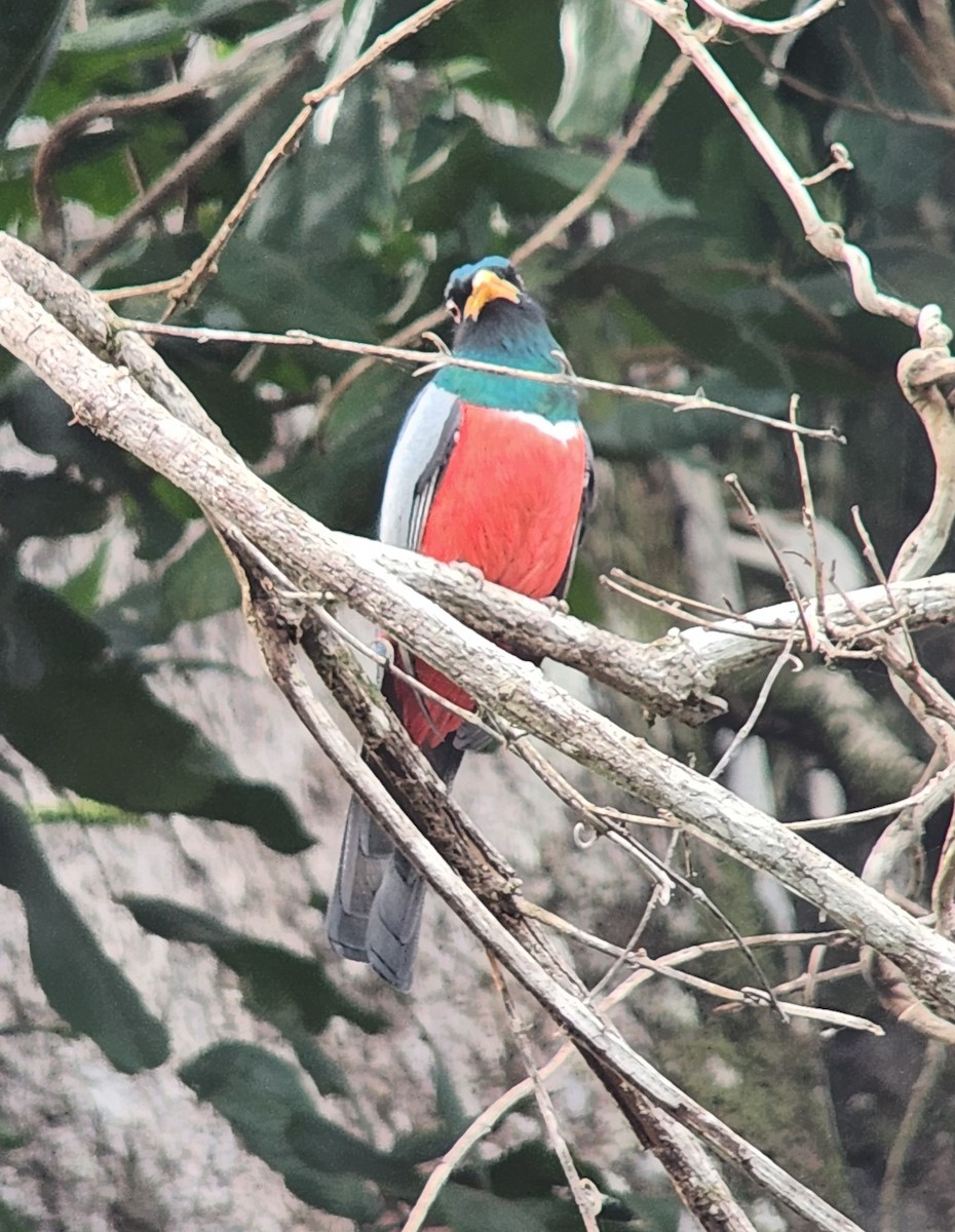 trogon volavý - ML638294280