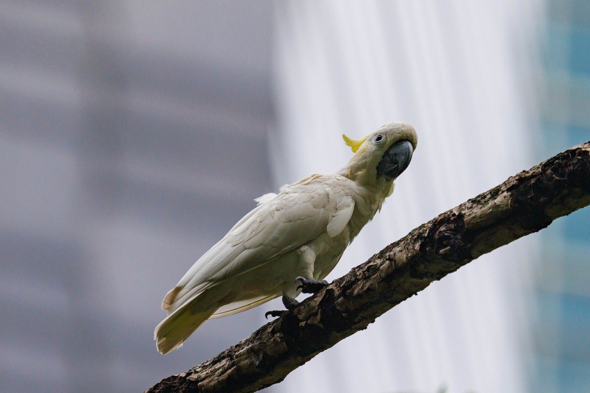 Yellow-crested Cockatoo - ML638294282