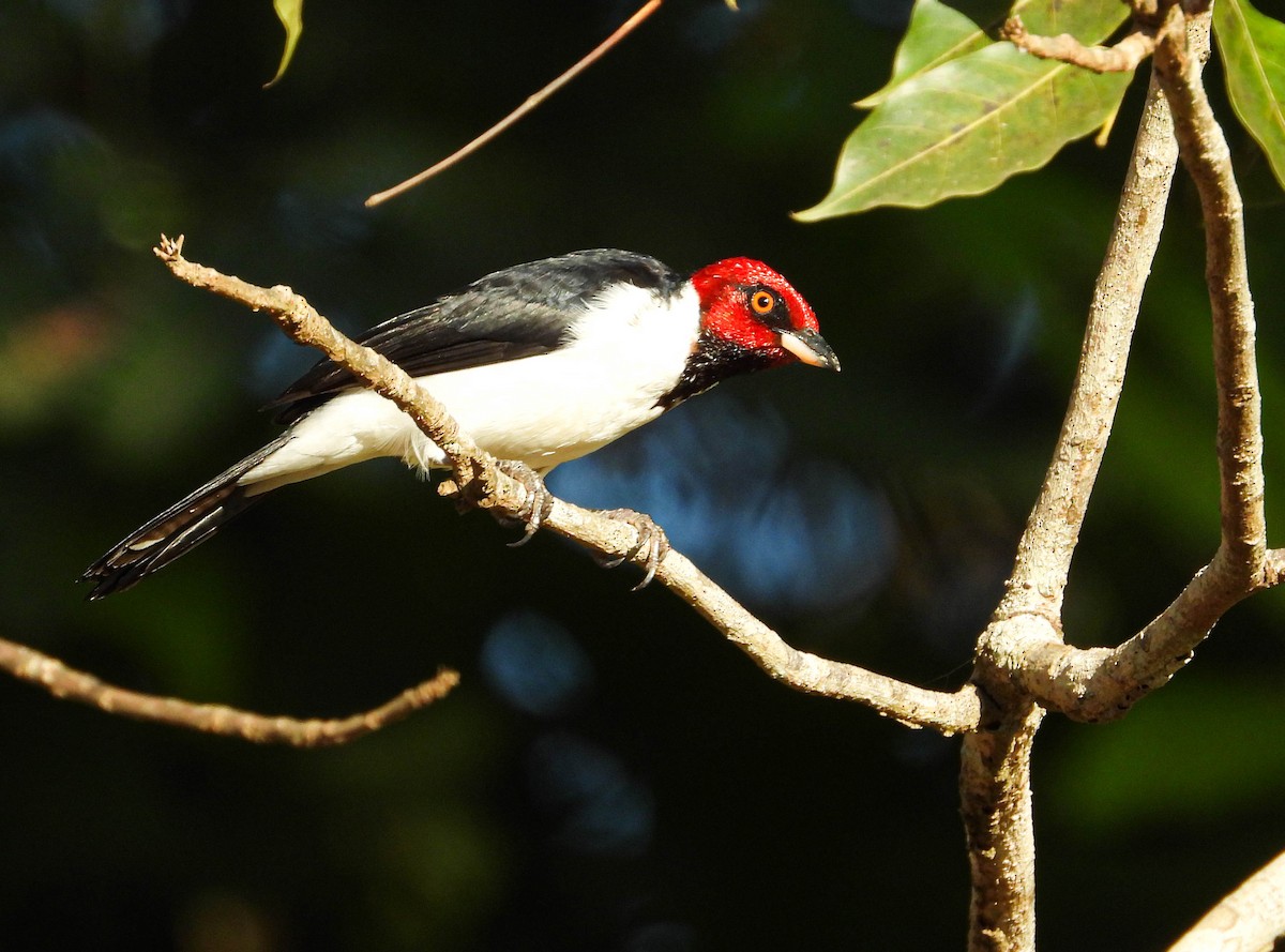 Red-capped Cardinal - ML638294291