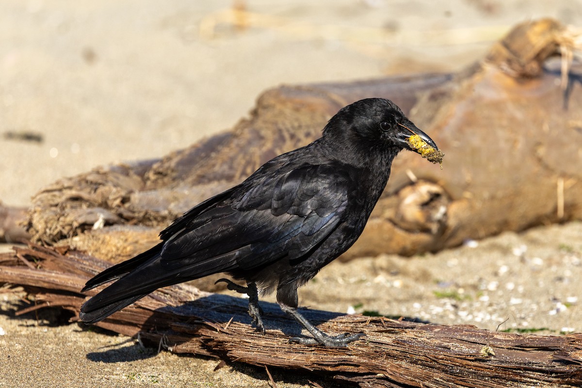 American Crow - ML638294292