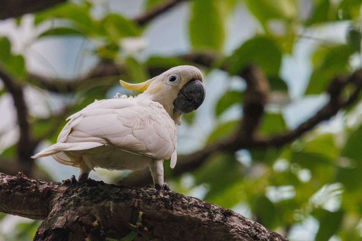 Yellow-crested Cockatoo - ML638294294
