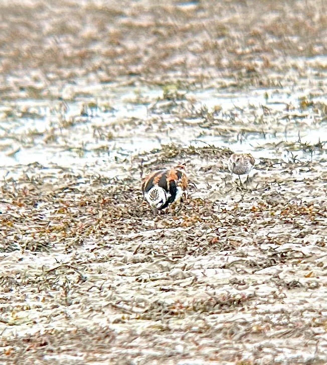 Ruddy Turnstone - ML638294295