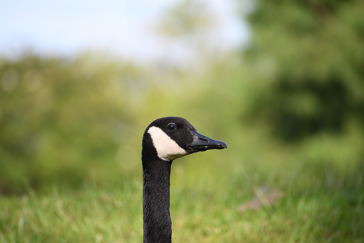 Canada Goose - ML638294298