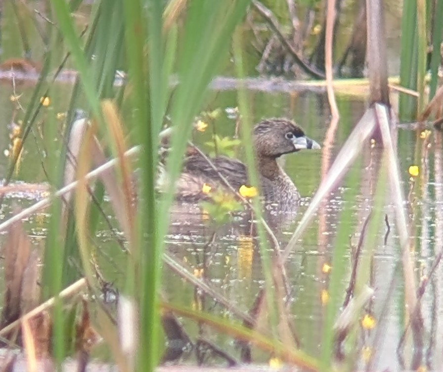 Pied-billed Grebe - ML638294300