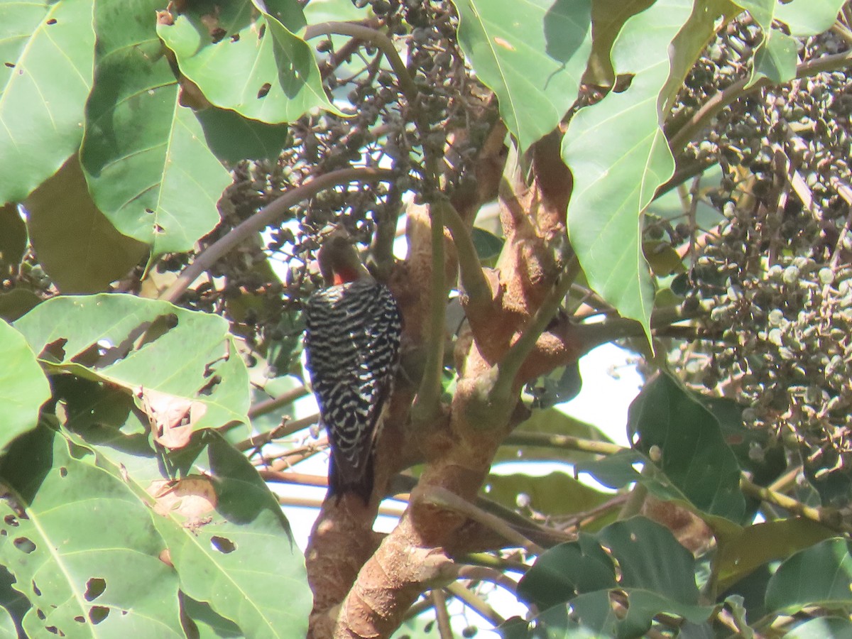 Red-crowned Woodpecker - ML638294302