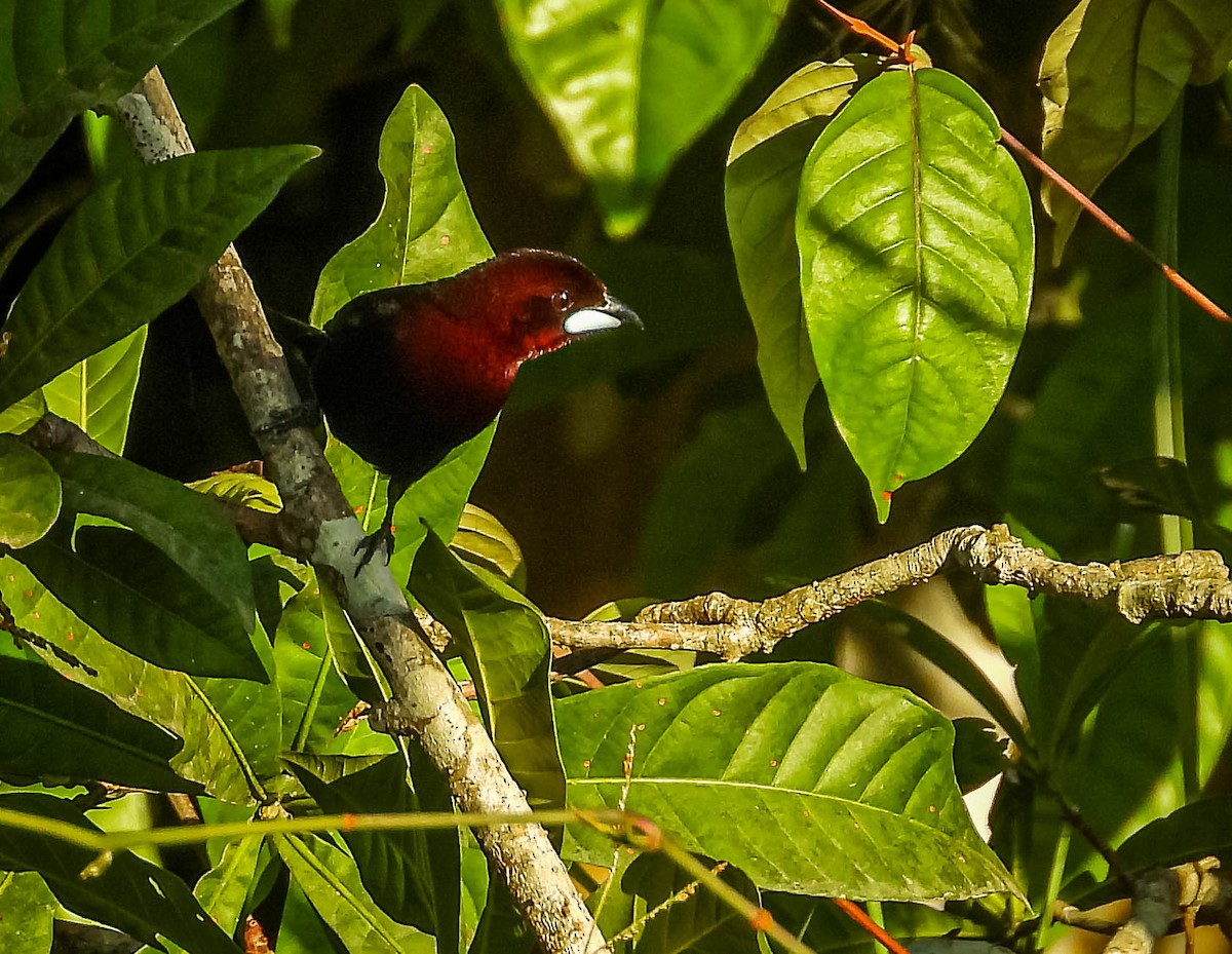 Silver-beaked Tanager - ML638294303
