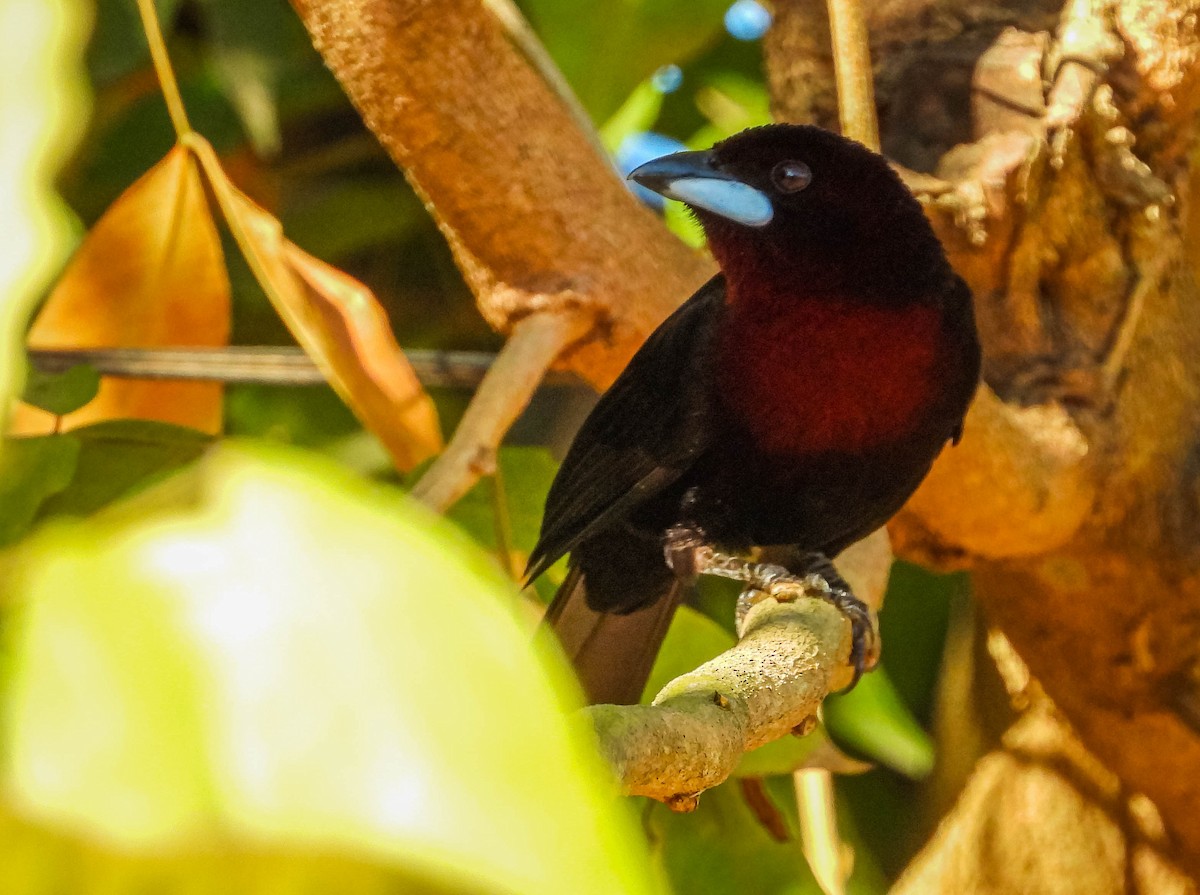 Silver-beaked Tanager - ML638294304