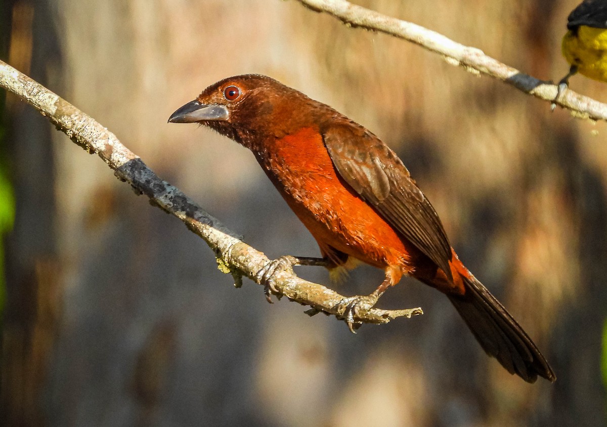 Silver-beaked Tanager - ML638294305
