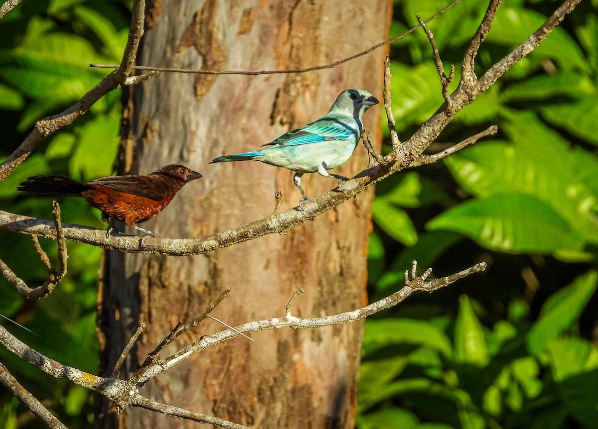 Silver-beaked Tanager - ML638294306
