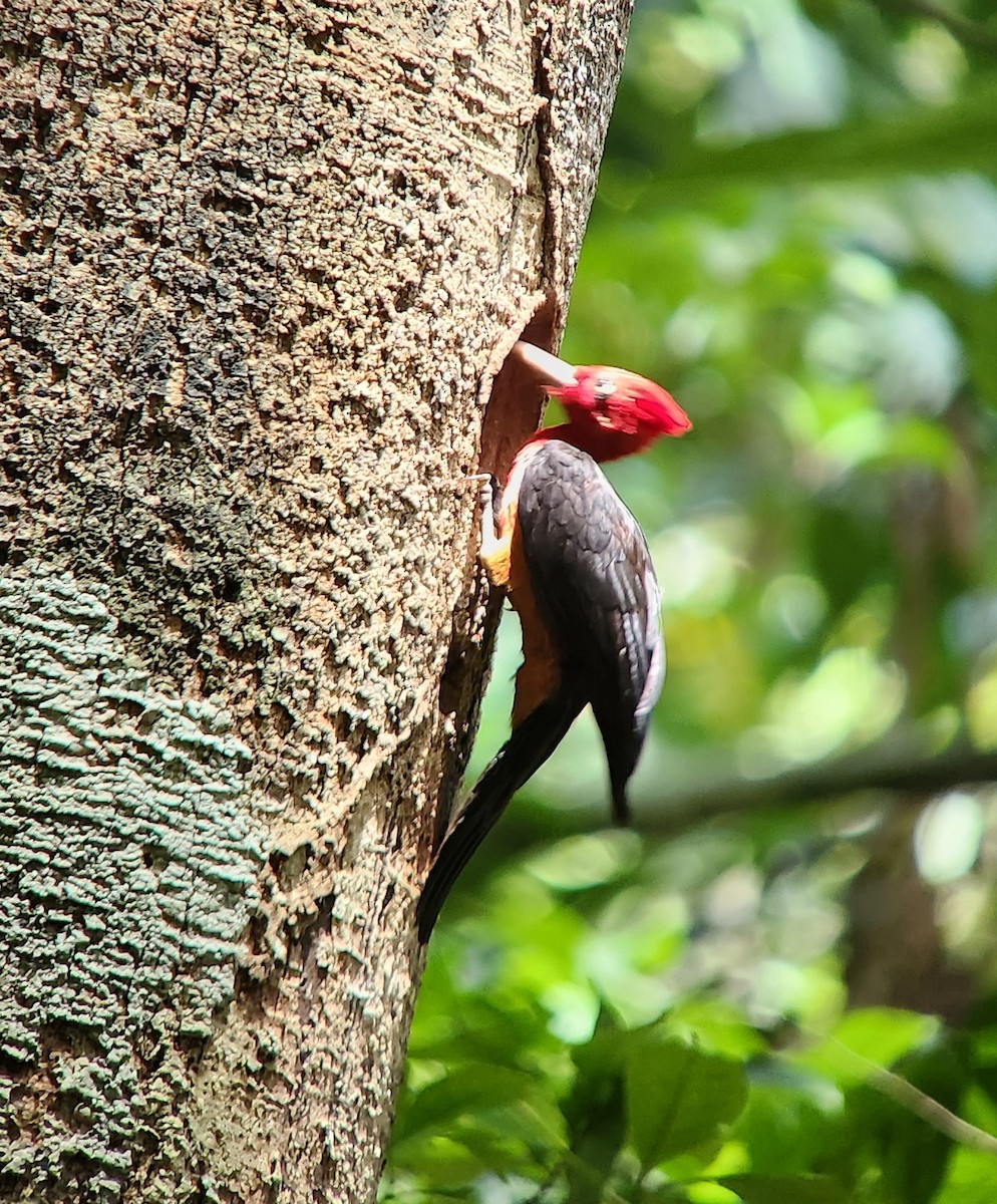 Red-necked Woodpecker - ML638294308