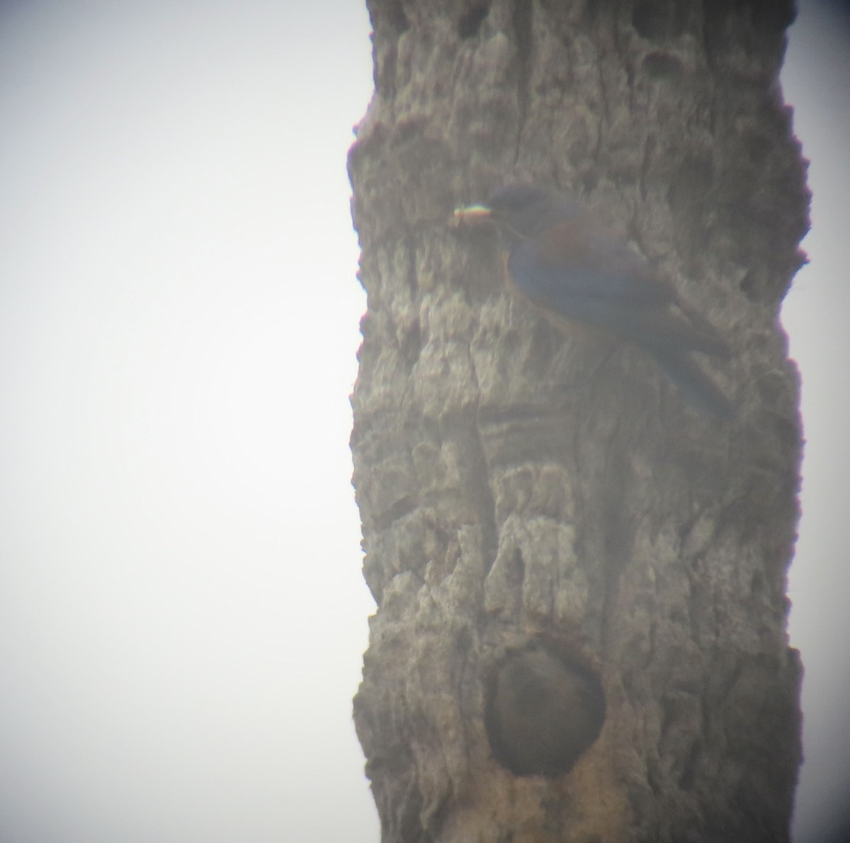 Western Bluebird - ML638294310