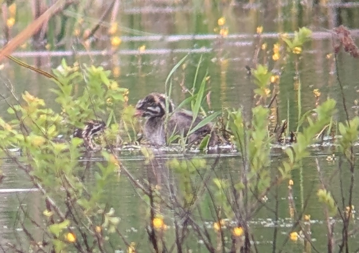 Pied-billed Grebe - ML638294313