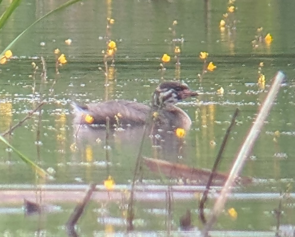 Pied-billed Grebe - ML638294314