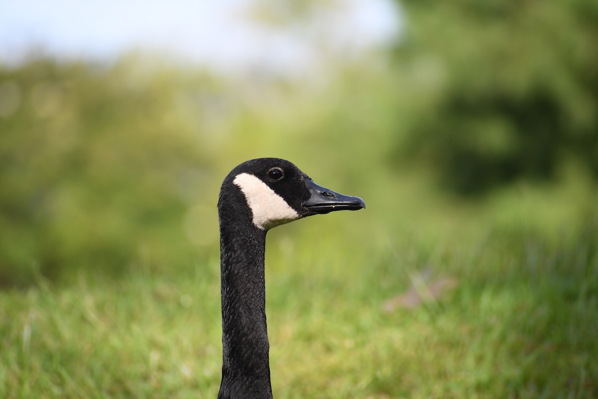 Canada Goose - ML638294319
