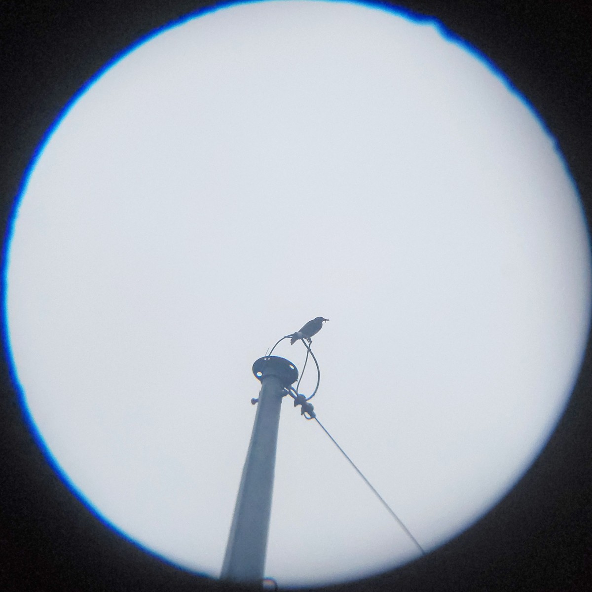 White-cheeked Starling - ML638294320