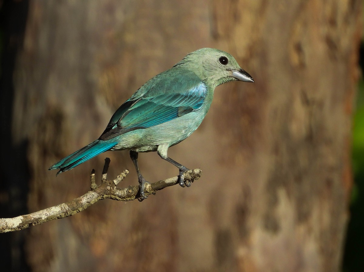 Blue-gray Tanager - ML638294328