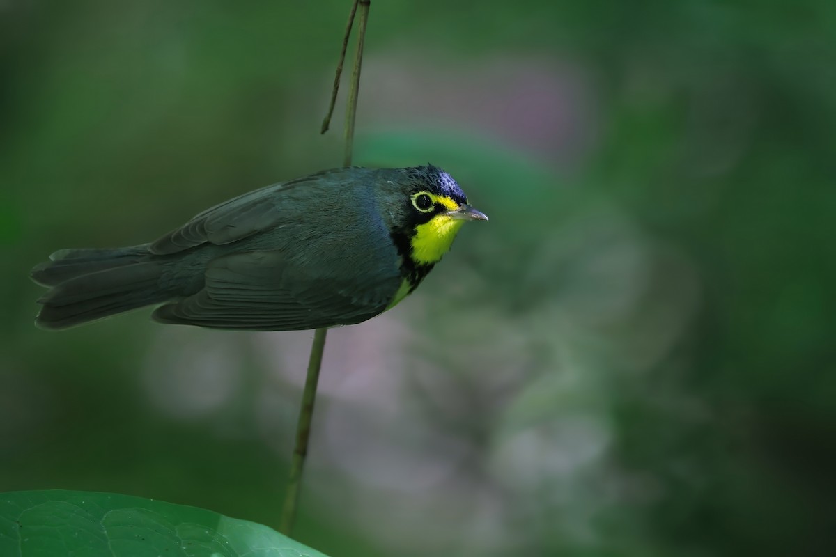 Canada Warbler - ML638294331