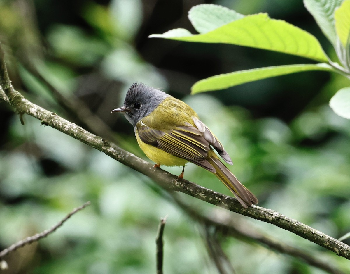 Gray-headed Canary-Flycatcher - ML638294339