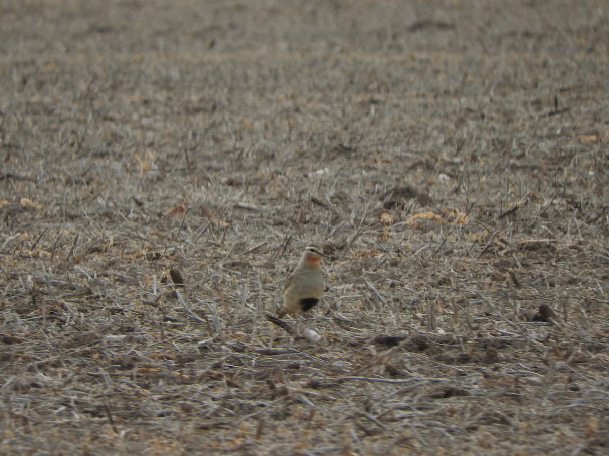 Tawny-throated Dotterel - ML638294340