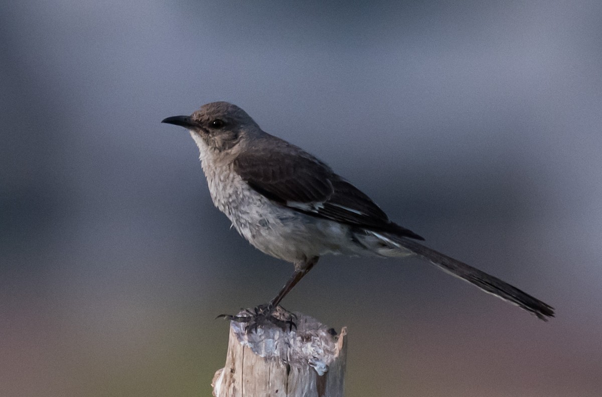 Northern Mockingbird - ML638294342