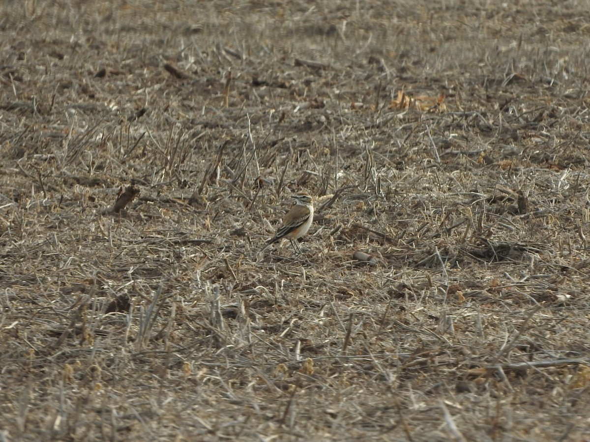 Rusty-backed Monjita - ML638294343