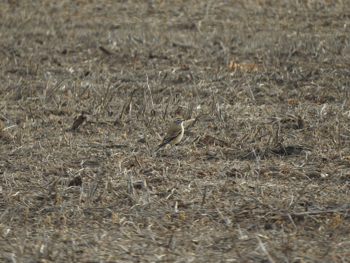 Rusty-backed Monjita - ML638294344