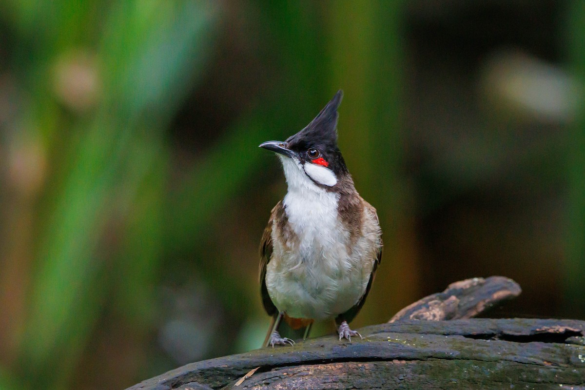 Red-whiskered Bulbul - ML638294347