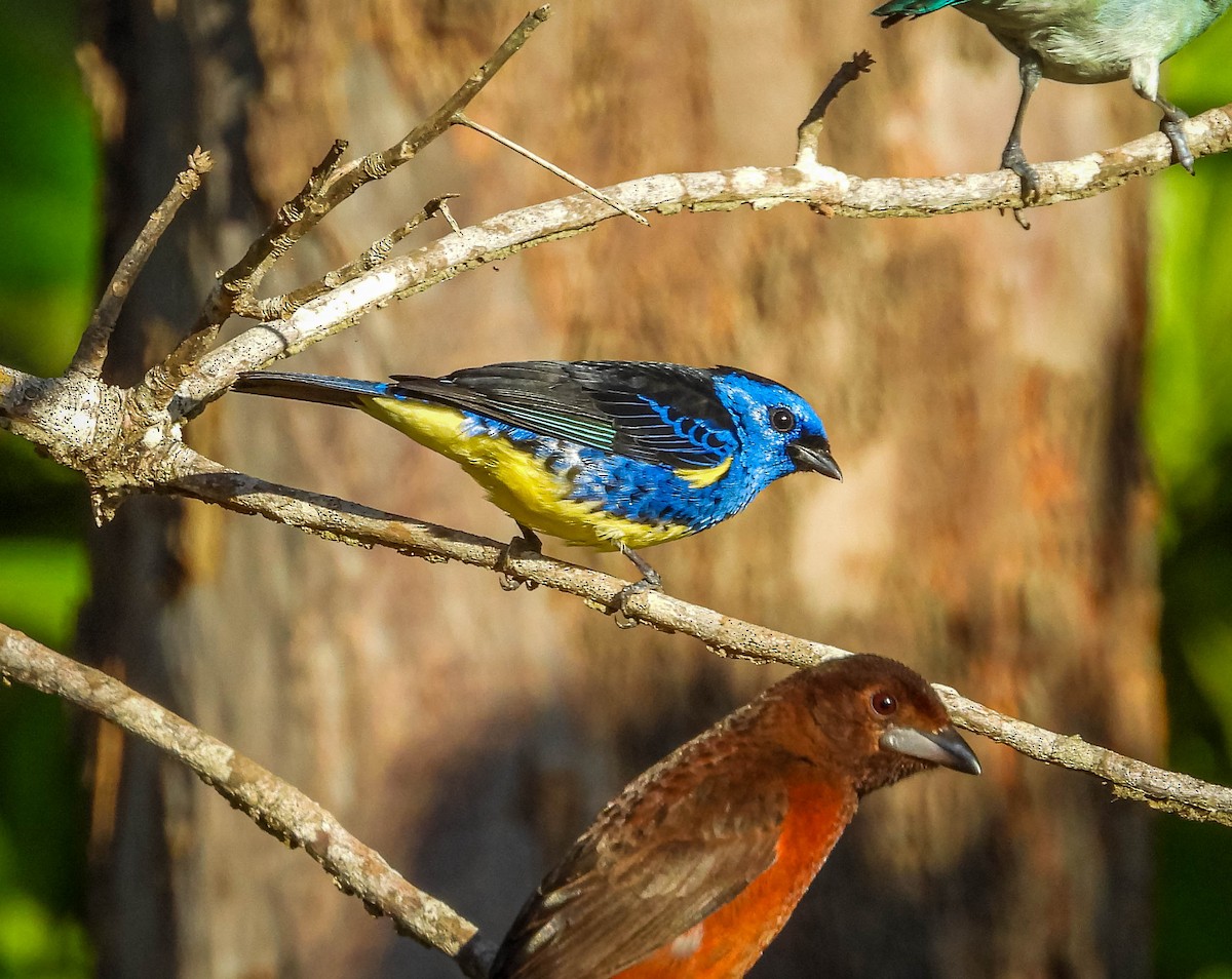 Turquoise Tanager - ML638294348