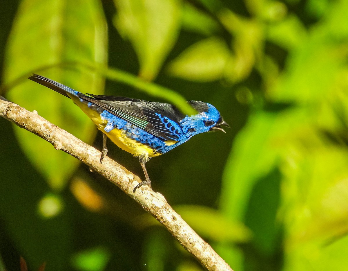 Turquoise Tanager - ML638294349