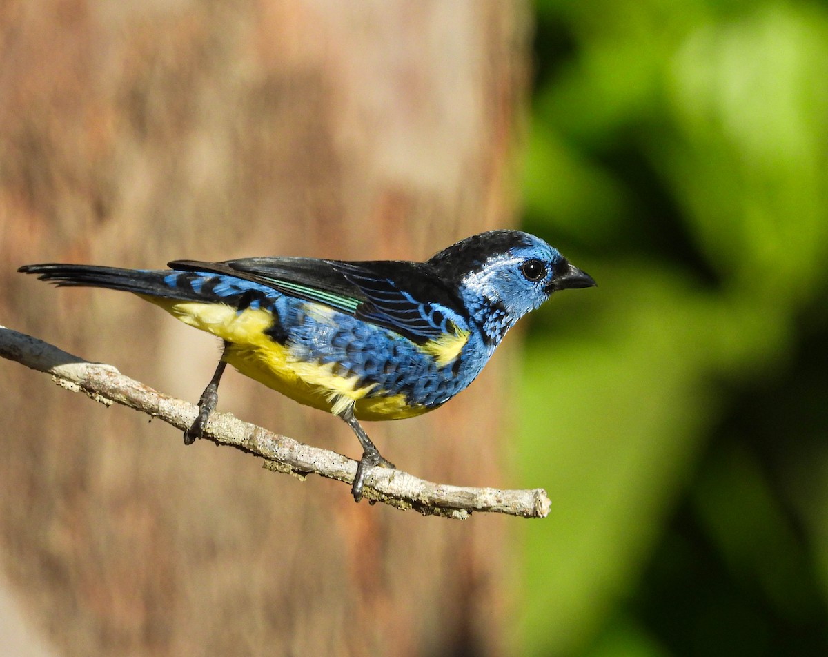 Turquoise Tanager - ML638294350