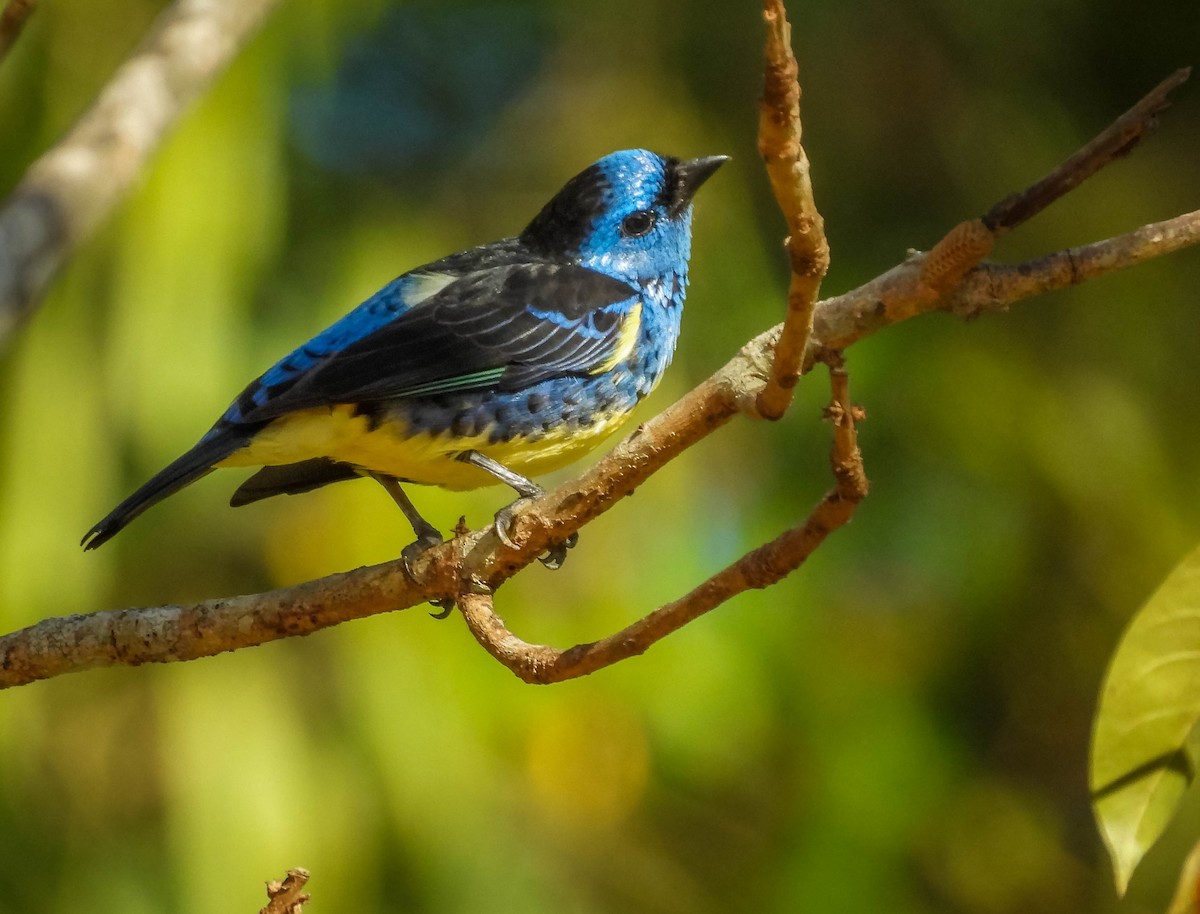 Turquoise Tanager - ML638294351