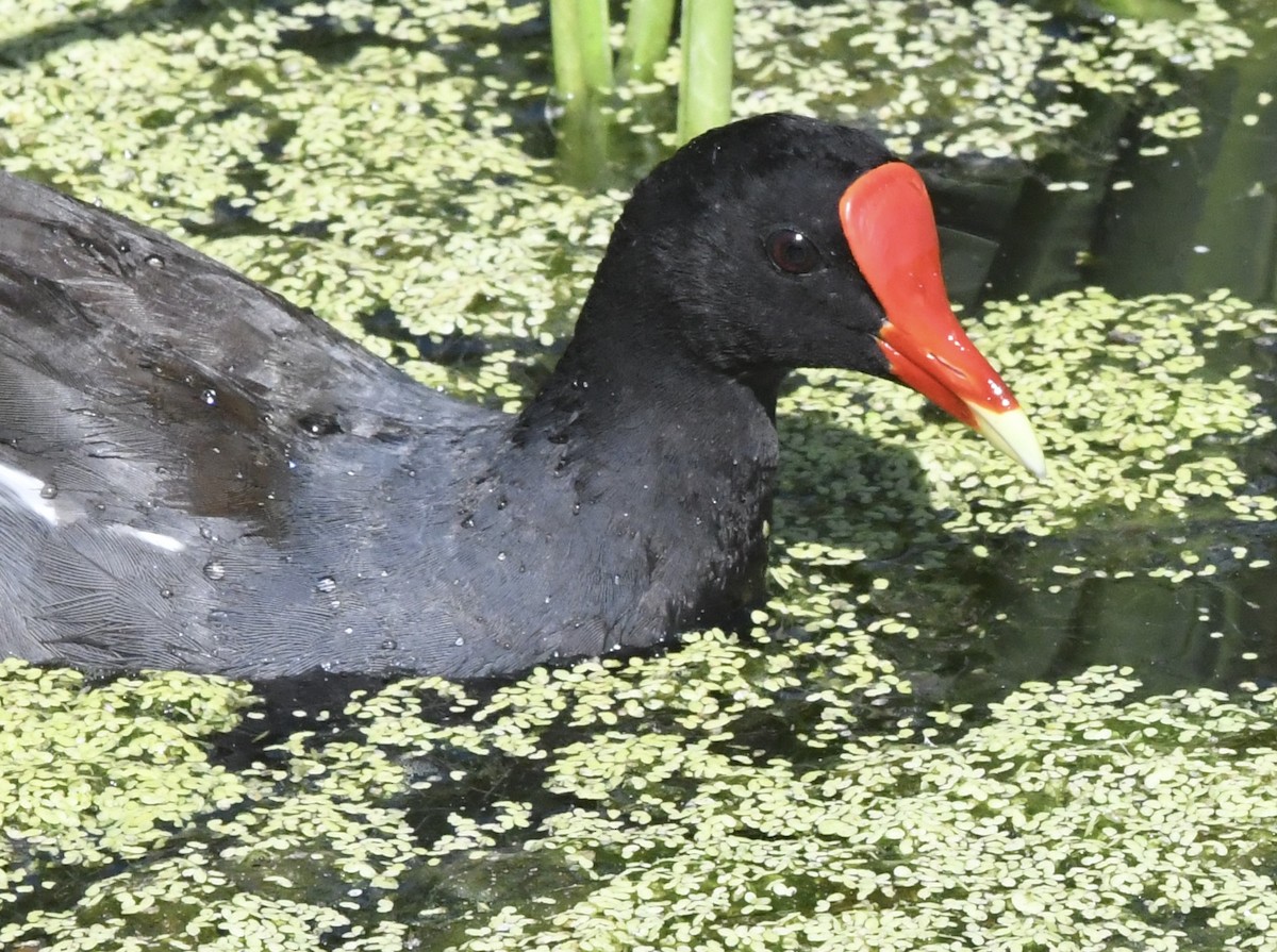 Common Gallinule - ML638294352