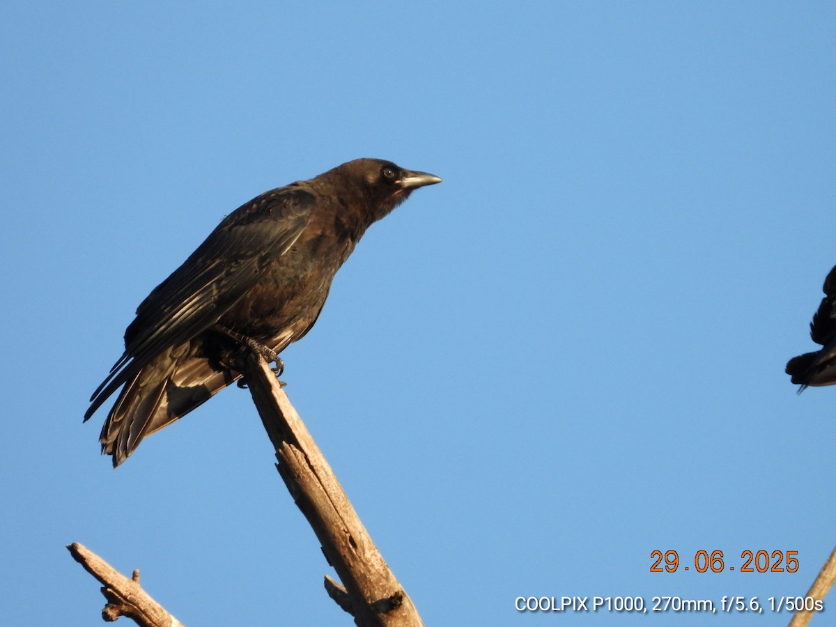 American Crow - ML638294356