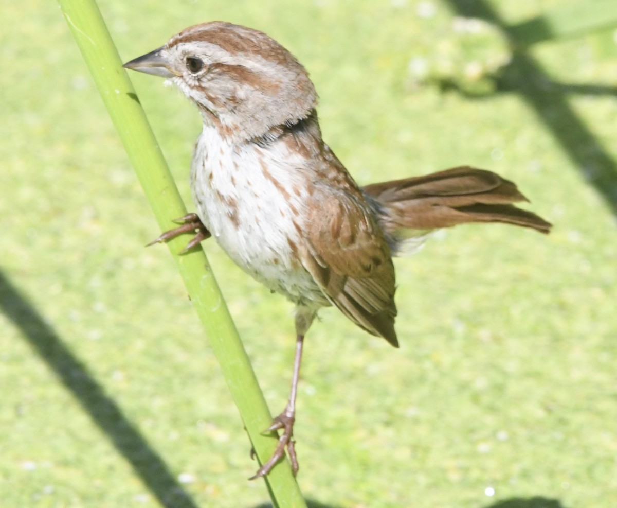 Song Sparrow (fallax Group) - ML638294362