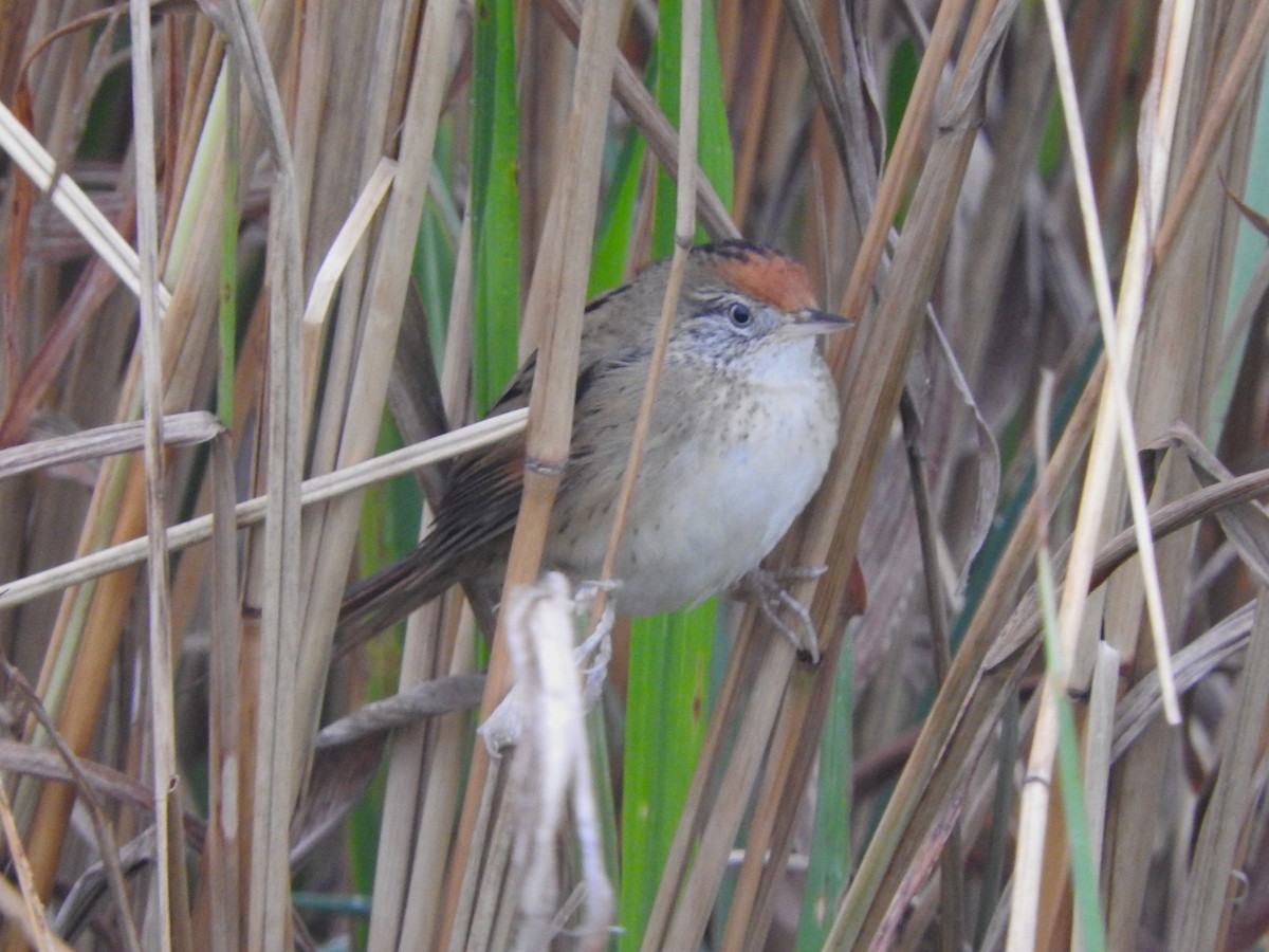 Bay-capped Wren-Spinetail - ML638294371