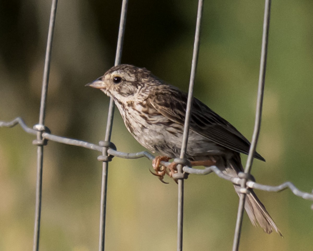 Song Sparrow - ML638294373