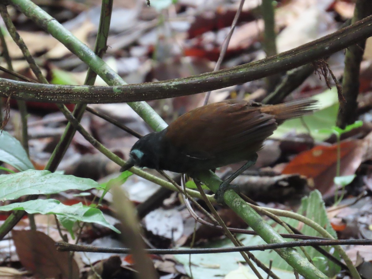 Chestnut-backed Antbird - ML638294376