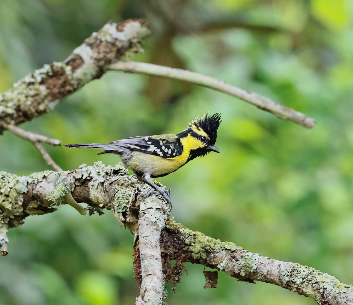 Himalayan Black-lored Tit - ML638294377