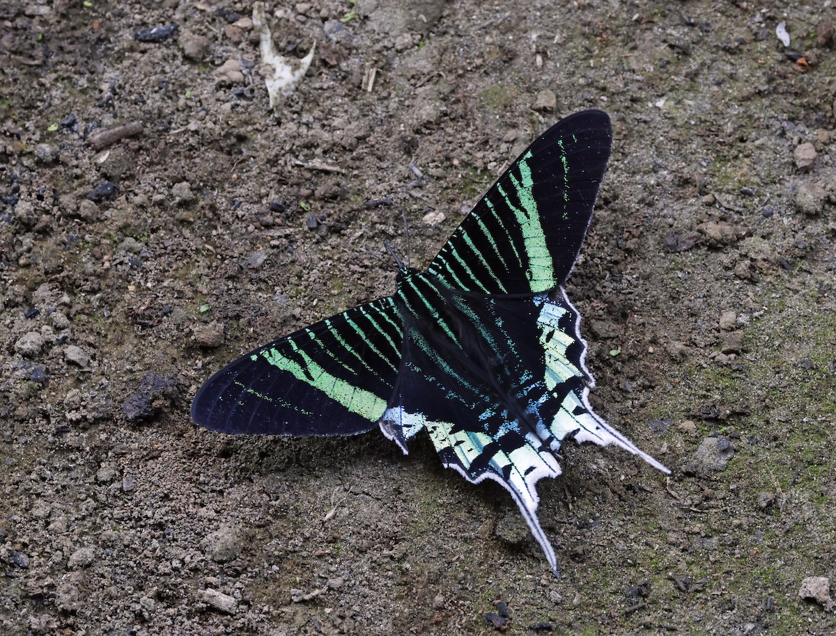 Green-banded Urania - ML638294396