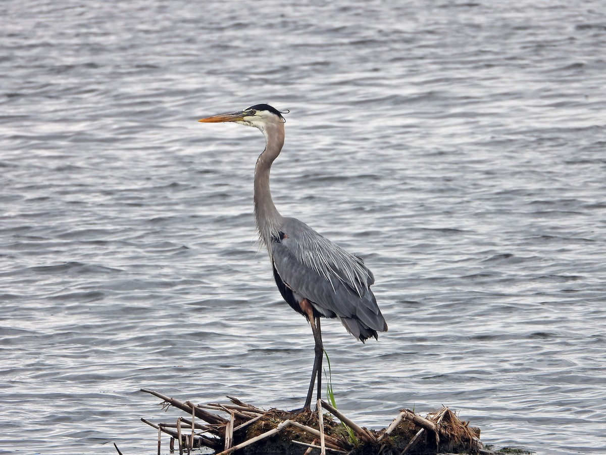 Great Blue Heron - ML638294439