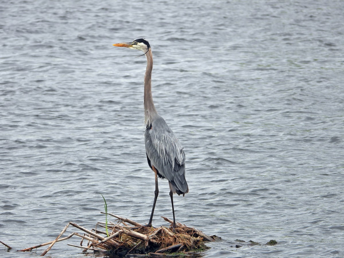 Great Blue Heron - ML638294440