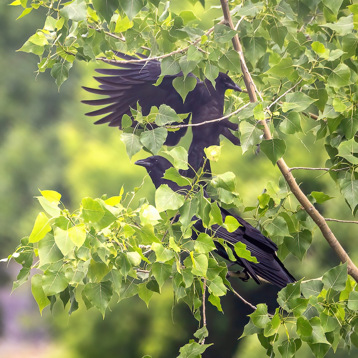 American Crow - ML638294441