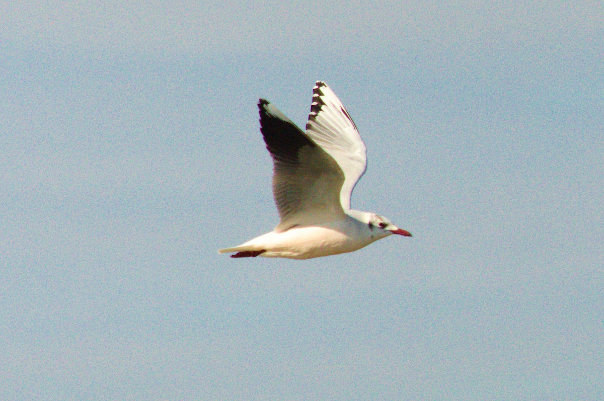 Brown-hooded Gull - ML638294444