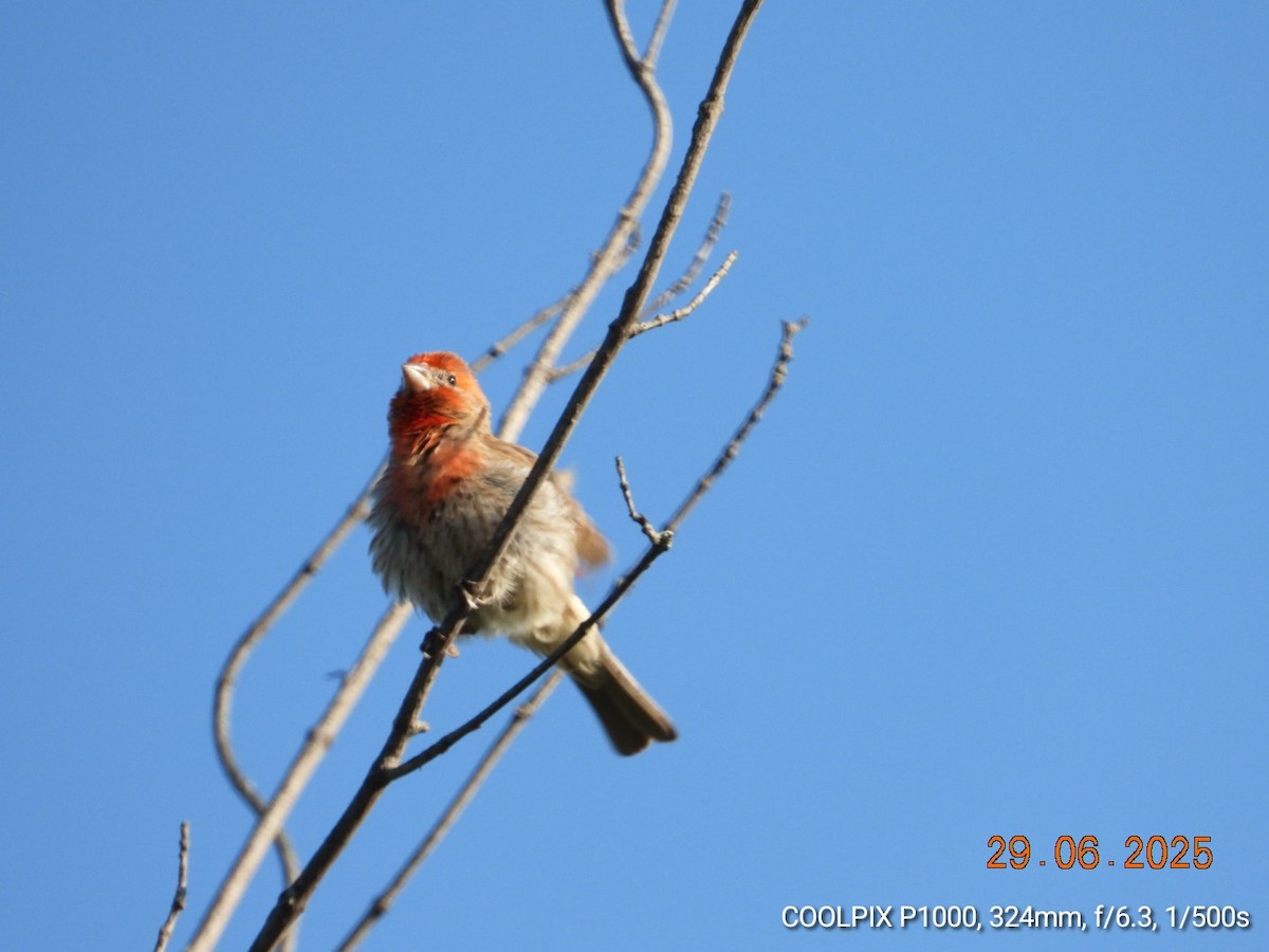 House Finch - ML638294448