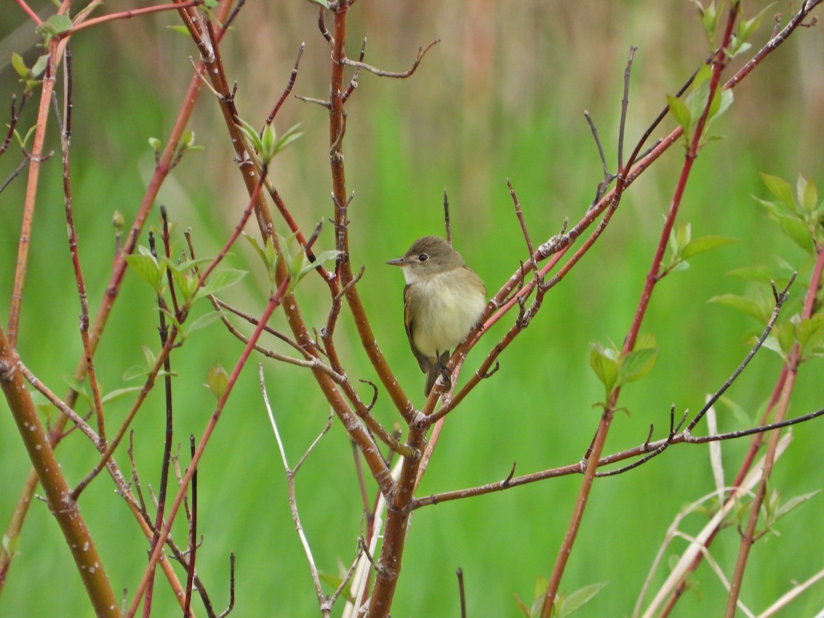 Alder Flycatcher - ML638294452