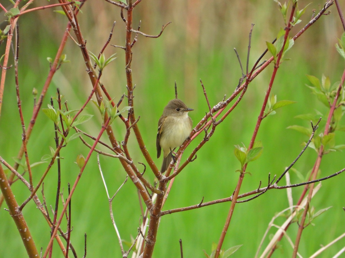 Alder Flycatcher - ML638294453