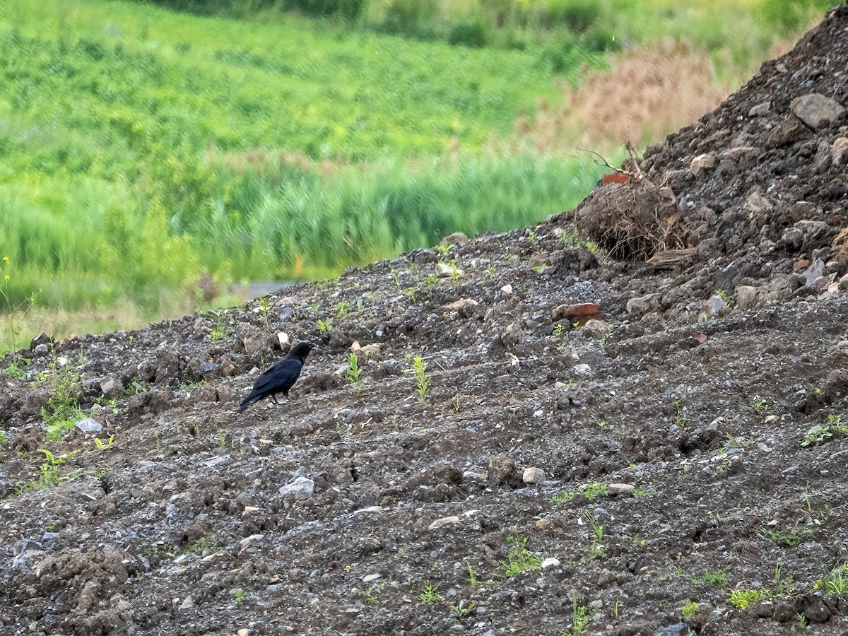 Common Raven - ML638294454