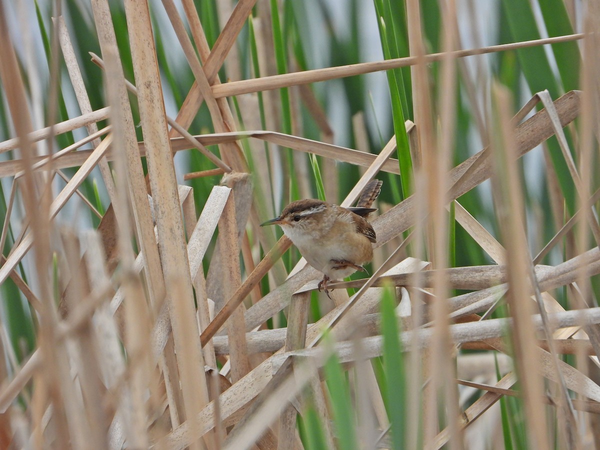 Marsh Wren - ML638294460
