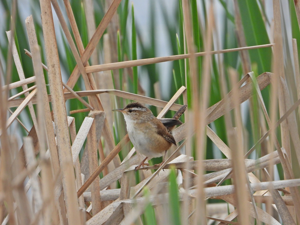 Marsh Wren - ML638294461