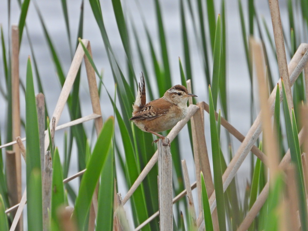 Marsh Wren - ML638294462
